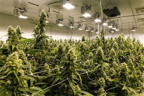 indoor cannabis cultivation las vegas